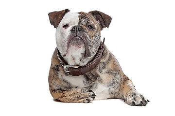 Image showing English bulldog