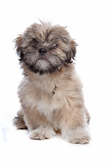 Image showing Lhasa Apso puppy
