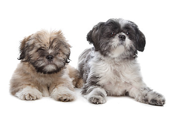 Image showing Lhaso apso and a shih tzu