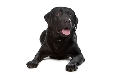 Image showing Labrador retriever