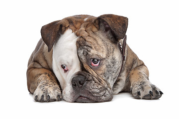 Image showing English bulldog