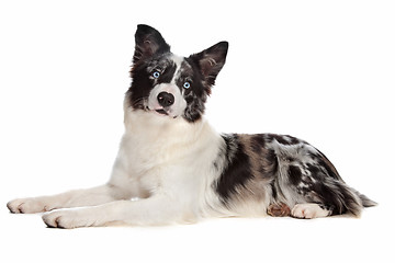 Image showing Border Collie sheepdog