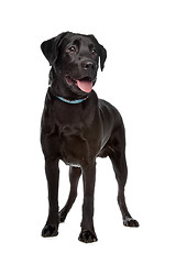 Image showing Labrador retriever