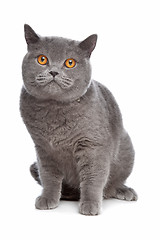 Image showing blue British Shorthair cat