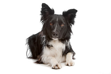 Image showing Border Collie