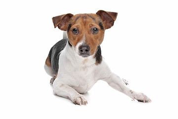 Image showing Jack Russel Terrier dog