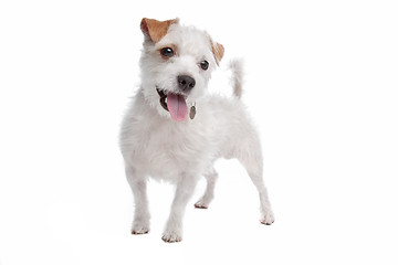 Image showing Jack Russel Terrier dog