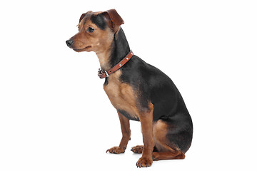 Image showing Miniature Pinscher