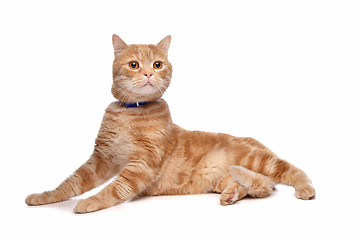 Image showing red exotic short-haired maine coon
