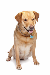 Image showing Labrador retriever