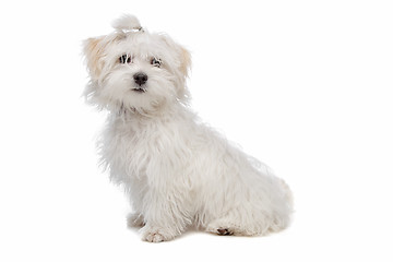 Image showing white maltese dog