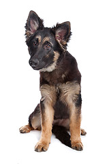 Image showing German Shepherd puppy