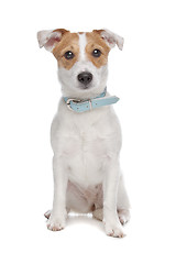 Image showing Jack Russel Terrier dog