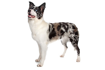 Image showing Border Collie sheepdog