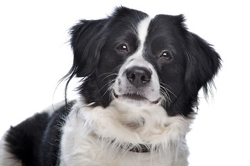 Image showing Border Collie