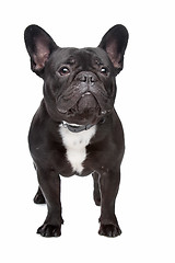 Image showing French Bulldog