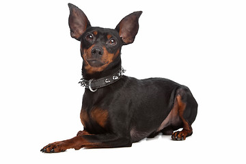 Image showing Miniature Pinscher