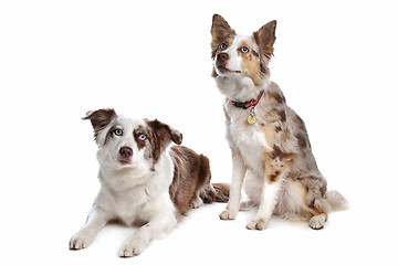 Image showing two border collie dogs