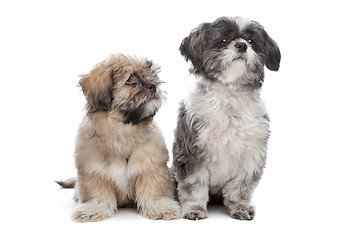 Image showing Lhaso apso and a shih tzu