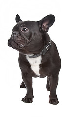Image showing French Bulldog