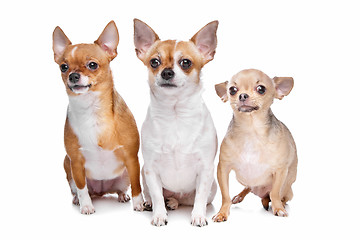 Image showing three chihuahua dogs