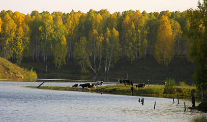 Image showing Herd of cows