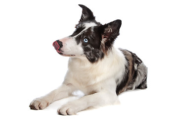 Image showing Border Collie sheepdog