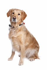 Image showing Labrador retriever