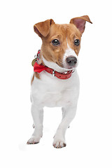 Image showing Jack Russel Terrier dog