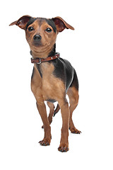 Image showing Miniature Pinscher