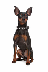 Image showing Miniature Pinscher