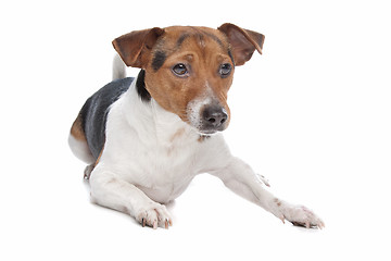 Image showing Jack Russel Terrier dog