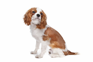 Image showing Cavalier King Charles Spaniel