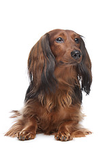 Image showing standard long haired Dachshund