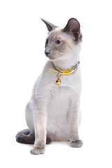 Image showing Siamese cat