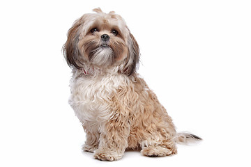 Image showing boomer, mixed breed dog