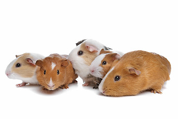 Image showing five guinea pigs