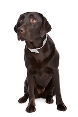 Image showing Labrador retriever