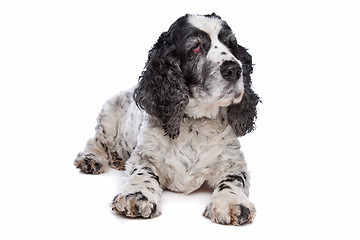 Image showing English Cocker Spaniel