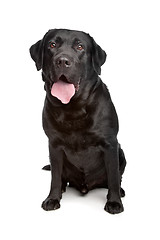 Image showing Labrador retriever