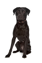 Image showing mixed breed black dog