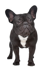 Image showing French Bulldog