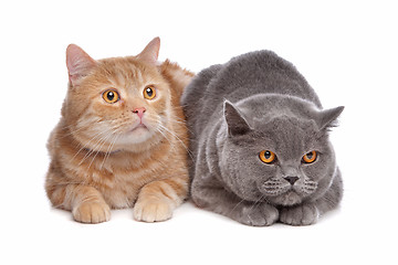 Image showing blue British Shorthair and a red maine coon cat