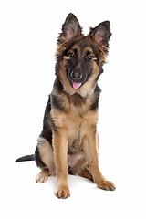 Image showing German Shepherd puppy