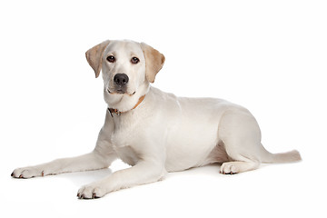 Image showing Labrador retriever