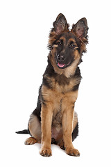 Image showing German Shepherd puppy