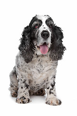 Image showing English Cocker Spaniel