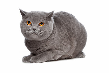 Image showing blue British Shorthair cat