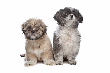 Image showing Lhaso apso and a shih tzu