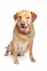 Image showing Labrador retriever